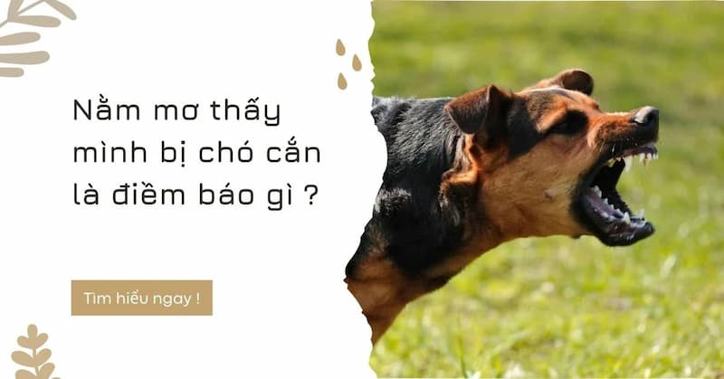 Việc mơ thấy chó cắn là một điềm báo tốt 